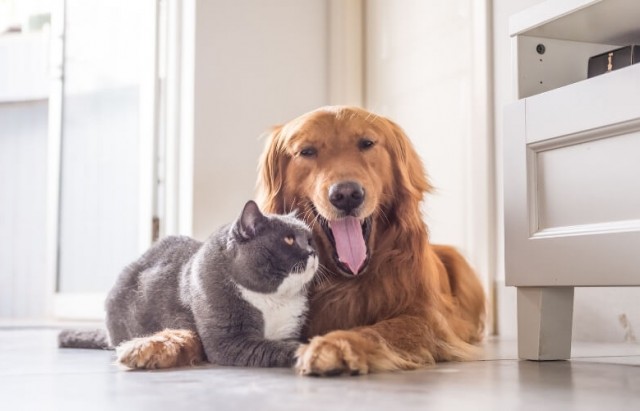 pet
