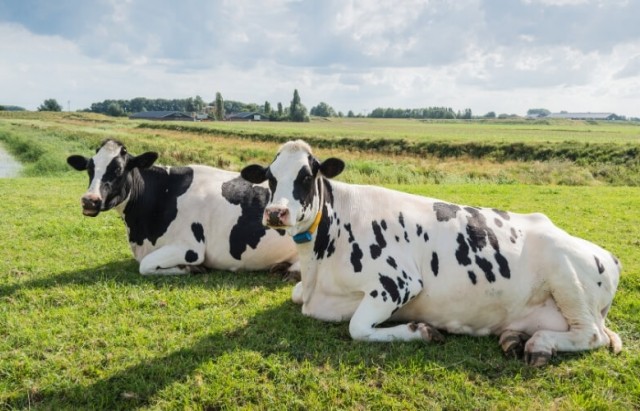 ruminant