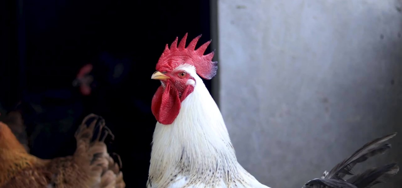 tek ısı