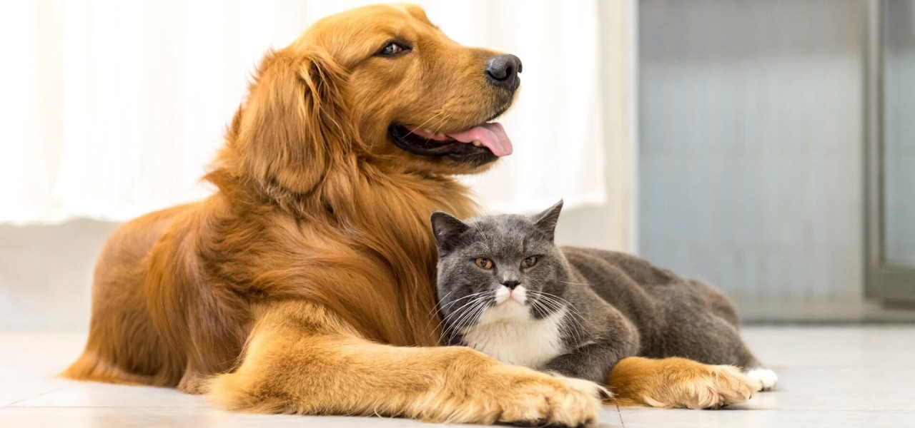 pet beslemesi