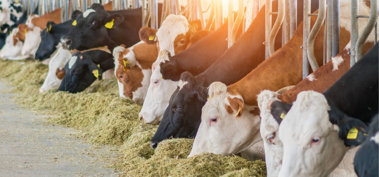 ruminant besleme
